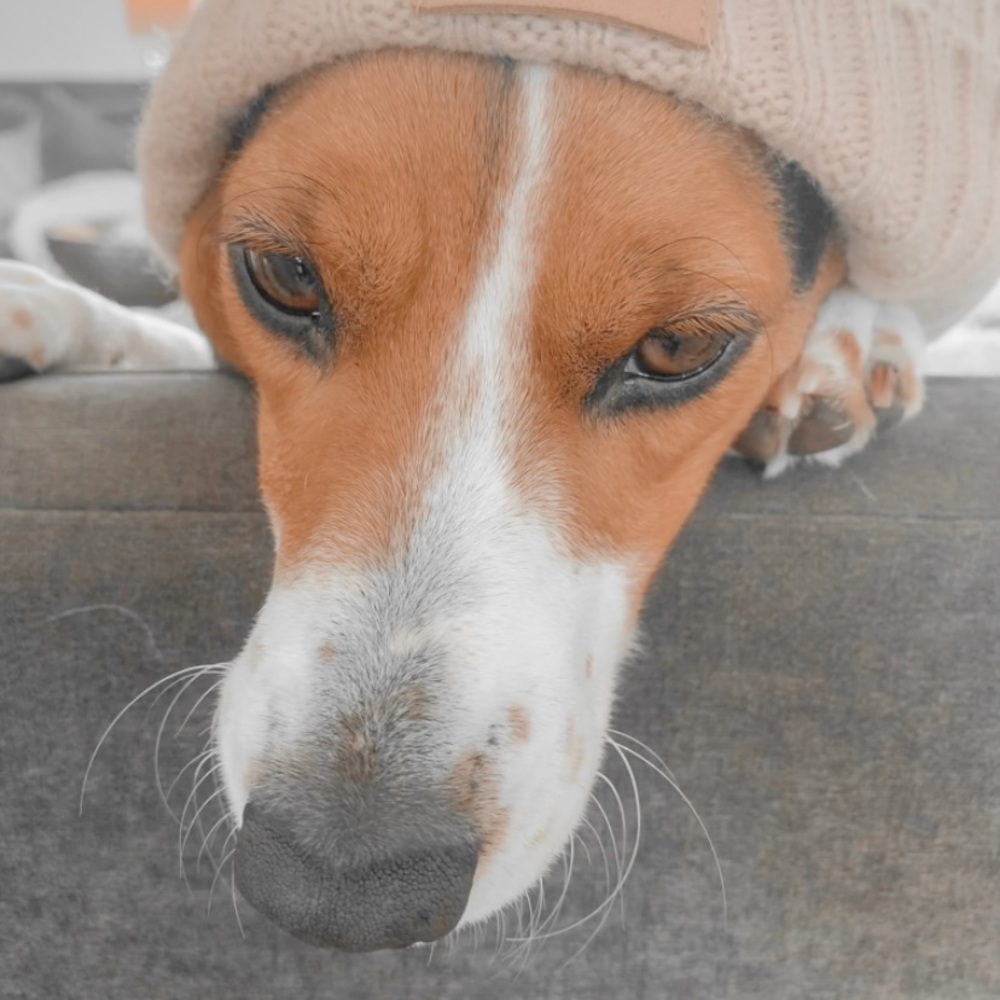 Meet your Posher, Gracen